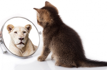 A cat sitting down and looking at themselves in a mirror and seeing the image of a lion looking back
